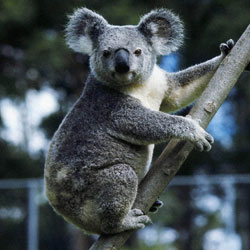 Любопытные факты о коалах
