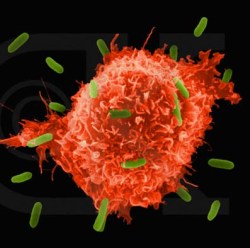 Может ли наша иммунная система сказать нам о том, что человек болен?