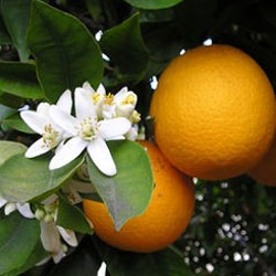Как вырастить домашний лимон?