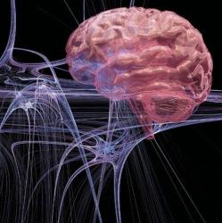Как наш мозг и наши чувства влияют друг на друга   