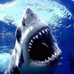 10 самых страшных акул