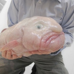 Рыба-капля признана самым уродливым животным в мире