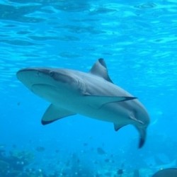 Ученые впервые обнаружили гибридных акул