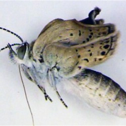 Возле Фукусимы нашли бабочек-мутантов