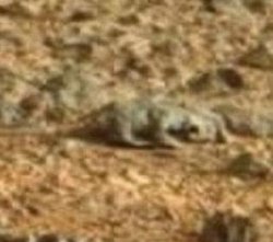 На Марсе обнаружили "ящерицу"