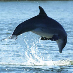 Беременность для дельфинов - тяжкое бремя, в прямом смысле