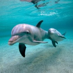 Целительная сила дельфинов помогает людям