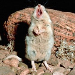 Мыши умеют петь в унисон