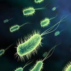 Где больше всего микробов?