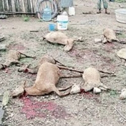 В Мексике загрызли сотни коз: "козий убийца" чупакабра вновь вышел на тропу войны