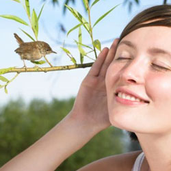 Какую пользу приносит пение птиц?