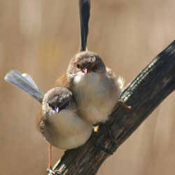 Австралийские певчие птицы пользуются особым паролем