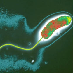 Ученые узнали, как выживают бактерии холеры в кишечнике человека