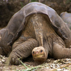 "Вымершую" черепаху обнаружили на удаленном острове