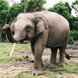 В Индонезии из-за пальмового масла гибнут слоны