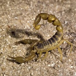 Найден скорпион - светящийся, крошечный, неуловимый 