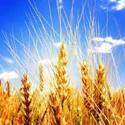6 веских причин отказаться от продуктов из пшеничной муки