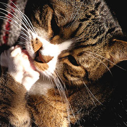 Бытовые химикаты вредят домашним кошкам