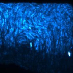 Ученые создали живые неоновые огни из бактерий