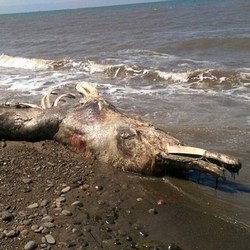 На Сахалине выбросило на берег странное существо