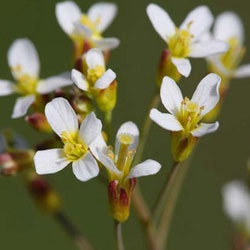 Ученые открыли ген весеннего цветения растений 
