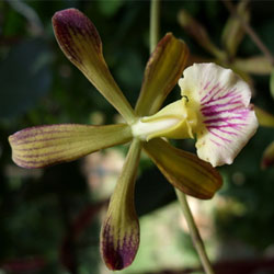 Необычные орхидеи открыты на Кубе