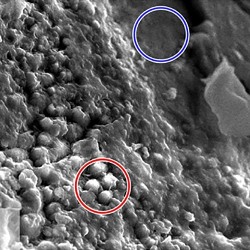 Марсианский метеорит указывает на наличие воды и жизни на Марсе