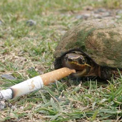 В Китае живет первая курящая черепаха