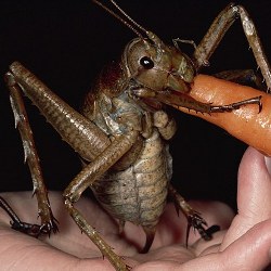 Найдено самое крупное насекомое в мире 