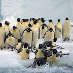 В чем секрет охоты императорских пингвинов?