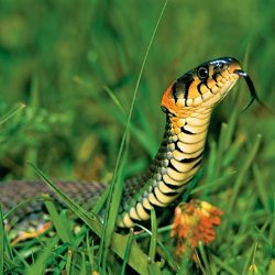 Овуляция и способность  распознавать змей 