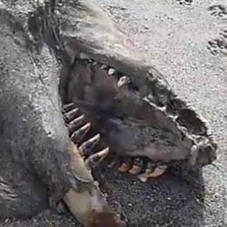 На берег Новой Зеландии выбросило неизвестное морское чудовище