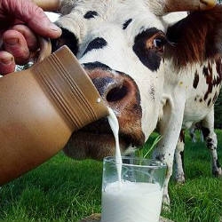 Самые большие любители молока живут в Индии и Европе