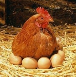 Почему яйца яйцеобразной формы?