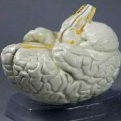 Как наука изучает мозг
