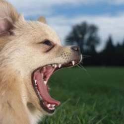 Зевота заразительна для собак