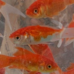 Конкурс красоты золотых рыбок прошел в Китае
