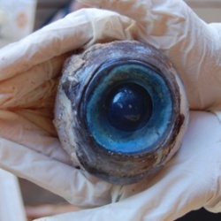 У берегов Флориды в США нашли гигантский глаз
