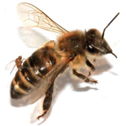 Мухи-паразиты превращают пчел в зомби