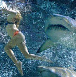 Шокирующие истории об атаках акул