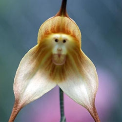 Самая необычная орхидея с обезьяньей мордочкой