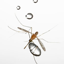 Как крошечные насекомые выживают во время дождя?