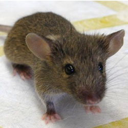 Мыши-ГМО помогут спасти жизни