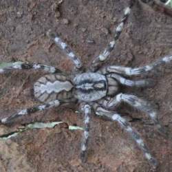 На Шри-Ланке обнаружили паука размером с человеческое лицо