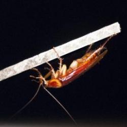 Как тараканам удается так быстро прятаться?