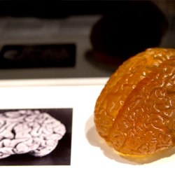 Мозг Эйнштейна представят на выставке