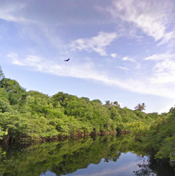 Google Street View проник в тропические леса Амазонки
