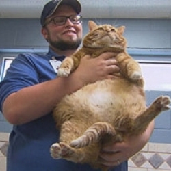 Кошка, которая весит 19 килограммов