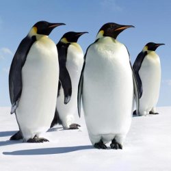 Богатые русские заказывают пингвинов, снег и Джастина Бибера