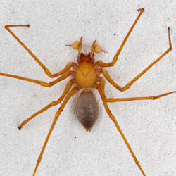 В Орегоне обнаружен неизвестный науке паук